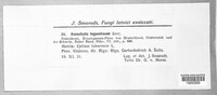 Ascochyta leguminum image